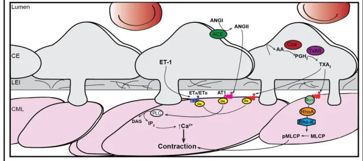 Figure 9. Schématisation simplifiée des mécanismes de contraction dépendants de  l'endothélium