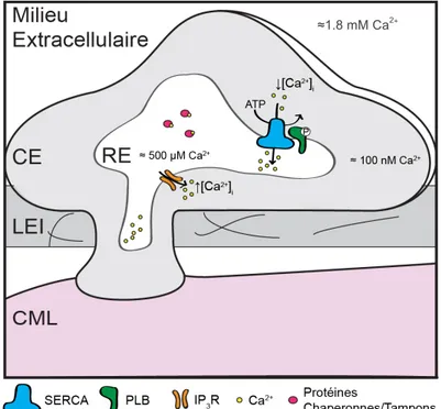 Figure 10. Protéines impliquées dans les dynamiques calciques reliées au réticulum  endoplasmique dans l’endothélium natif