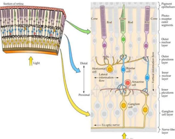 Figure 1-1: The structure of the retina. The image shows the arrangement of the retinal 