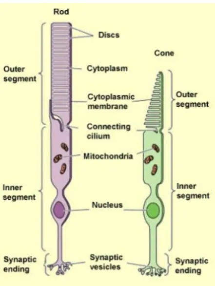 Figure  2-1:  The  photoreceptors:  Rods  and  cones:  the  3  segment  of  the  receptors  (outer  segment,  inner  segment  and  synaptic  segment)  is  indicated  in  Rods  and  Cones