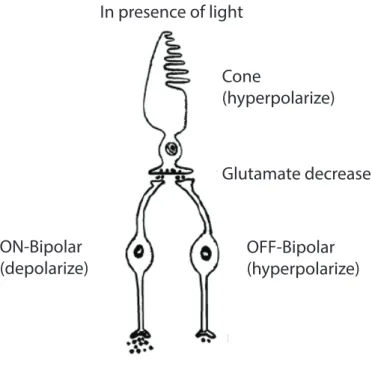 Figure 4-1: The ON and OFF pathway: The post-photoreceptor process is shown in the  picture