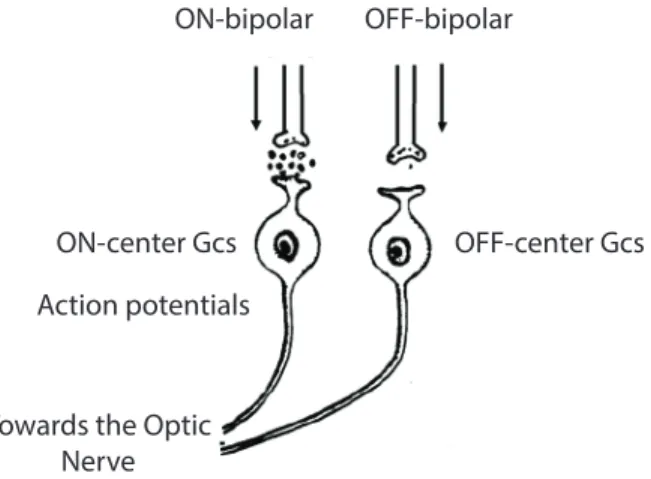 Figure  5-1:  The  production  of  the  action  potential  in  the  ganglion  cells.  Changes  in  glutamate release from bipolars cause changes in the membrane potential of the GCs and  so  it  produce  the  action  potential
