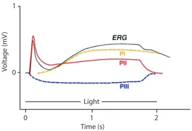 Figure 7-1: The ERG of the cat in response to the flash stimulus of 2 sec, modified from  (I