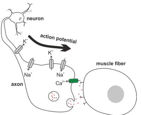 Figure 1.1 Cartoon of neurotransmitter release in the neuromuscular junction 