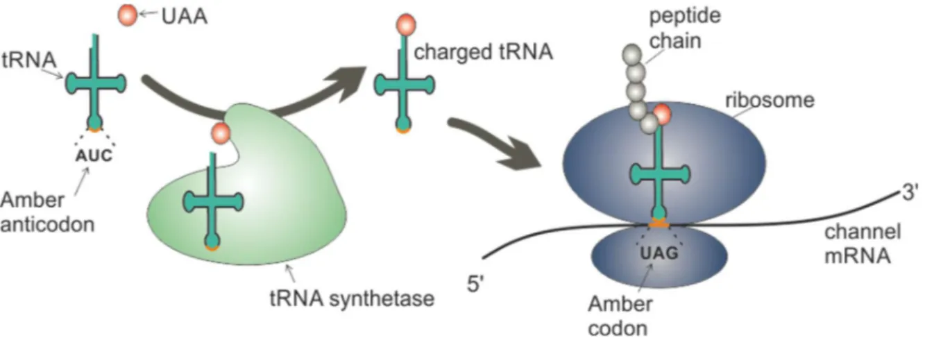 Figure 1.6 Cartoon of genetic incorporation of UAAs via in vivo aminoacylation. 