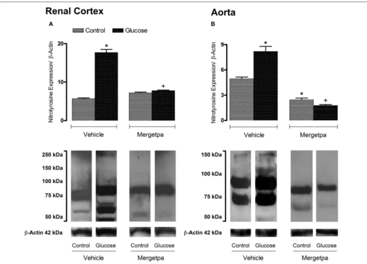 FIGURE 3 | Treatment effect on Nitrotyrosine expression. Effect of s.c. administered Mergetpa (1 mg.kg −1 twice daily) for 7 days on nitrotyrosine expression in (A) renal cortex and (B) thoracic aorta