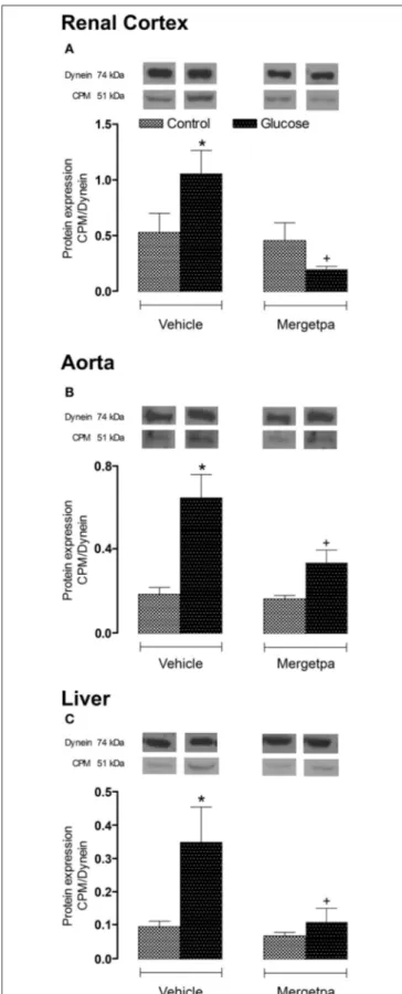 FIGURE 5 | Treatment effect on CPM expression. Effect of s.c. administered Mergetpa (1 mg.kg −1 twice daily) for 7 days on CPM expression in (A) renal