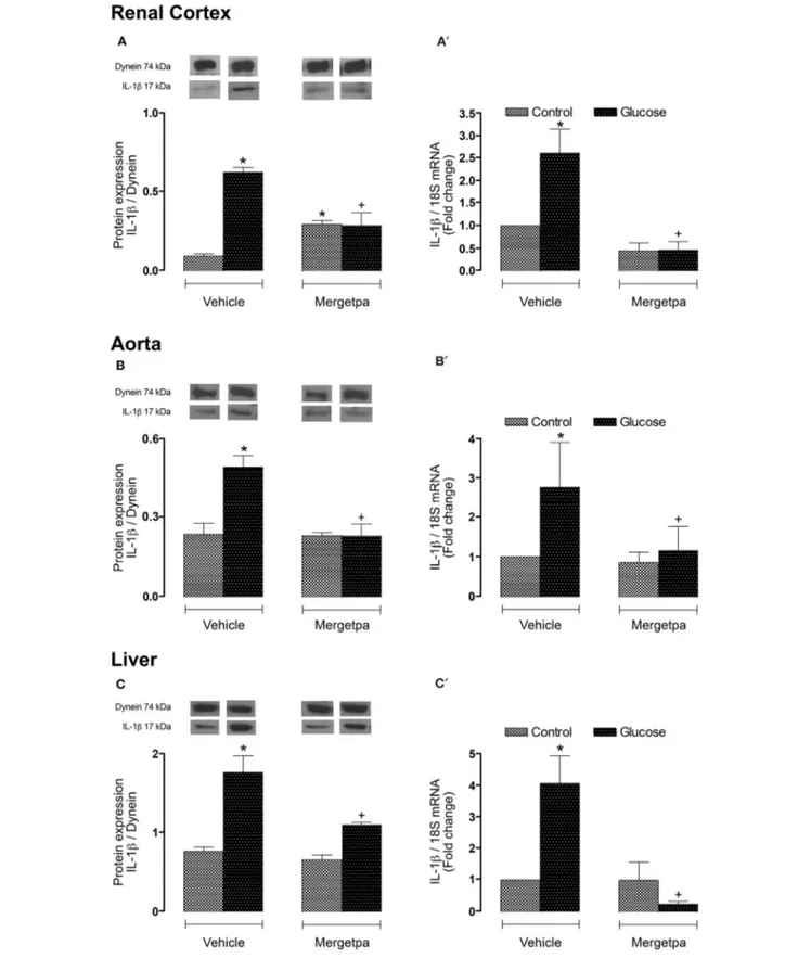 FIGURE 7 | Treatment effect on IL-1β expression. Effect of s.c. administered Mergetpa (1 mg.kg −1 twice daily) for 7 days on IL-1β expression in (A,A’) renal cortex, (B,B’) thoracic aorta and (C,C’) liver