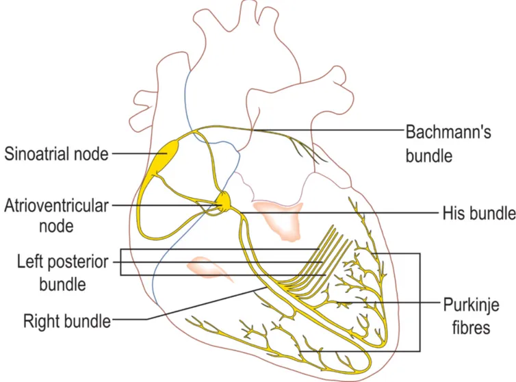 Figure 1. Système de conduction électrique du cœur. L'impulsion provenant du nœud sinusal se répand dans l'oreillette droite, et par le faisceau de Bachmann dans l'oreillette gauche