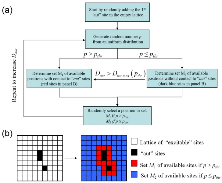 Figure 1. Algorithm for spatial distribution. (a) Algorithm for the stochastic model based on the threshold parameter  p thr   and random number p generated from a uniform distribution