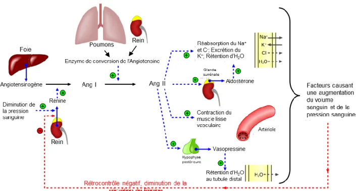 Figure 4. Le système rénine-angiotensine-aldostérone 