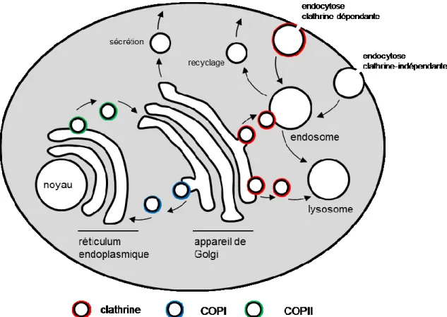 Figure 7. Régulation du trafic intracellulaire et périphérique 