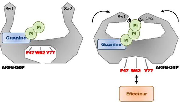 Figure 8. Mécanisme moléculaire de l’activation d’ARF6 