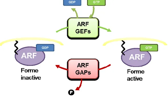 Figure 9. Cycle d’activation des ARFs 