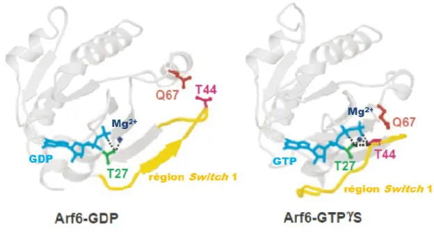 Figure 10. Localisation des résidus clés sur les structures d’ARF6 GDP et GTP 