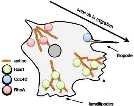 Figure 12. Répartition spatiale des RhoGTPases dans la migration cellulaire 