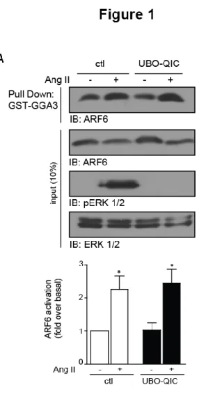 Figure 1.JBC: Ang II-dependent ARF6 activation is unaffected by Gq inhibitor UBO-QIC 