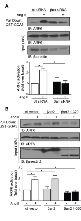 Figure  2.JBC:  βarrestin  depletion  and  truncated  mutant  expression  inhibits  Ang  II- II-dependent ARF6 activation 