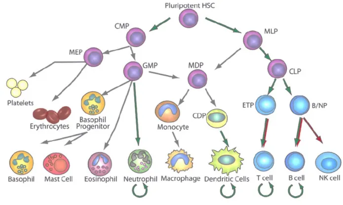 Figure 1: Représentation schématique de l'hématopoïèse, modifiée de (1) 