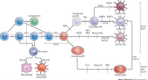 Figure 3 : Ontogénie des cellules dendritiques et facteurs impliqués, tiré de (99) 