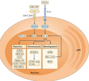 Figure 4. Régulation de la signature transcriptionelle des pDC, tiré de (120) 