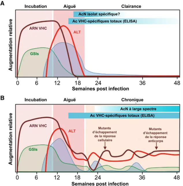 Figure 1. Caractéristiques  cliniques,  virologiques  et  immunologiques  d’une  infection  par  le  VHC