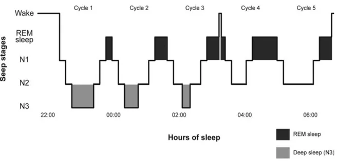 Figure 1. Sleep architecture of a healthy adult subject 