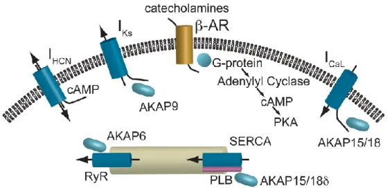 Figure 1.  Signalisation β-adrénergique dans les cellules cardiaques 