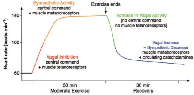 Figure 5.  Schéma simplifié de la modulation autonome de la FC durant l’effort 