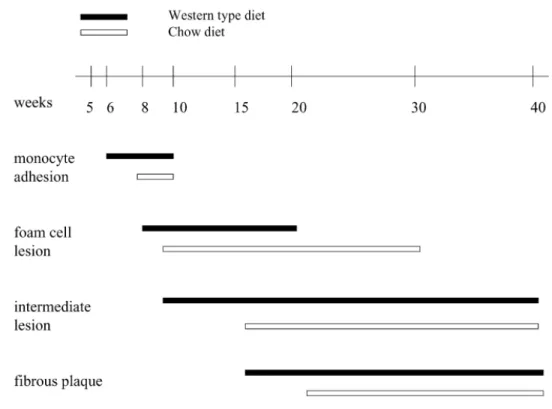 Figure 4. Timeline of lesion formation in the ApoE -/-  mice. 