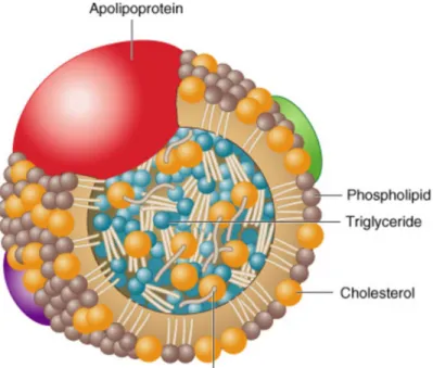 Figure 5. A schematic diagram representing the structure of lipoproteins. 