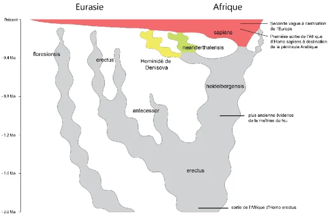 Figure 1.  REPARTITION DES REPRESENTANTS DU GENRE HOMO  Reproduit et complété à partir de la littérature (Stringer 2012)