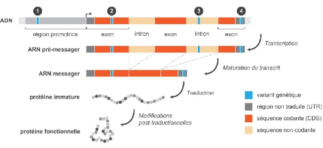 Figure 5.  VARIANTS ET EXPRESSION GENETIQUE. 