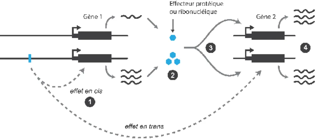 Figure 6.  ILLUSTRATION D'EFFETS EN CIS ET TRANS 