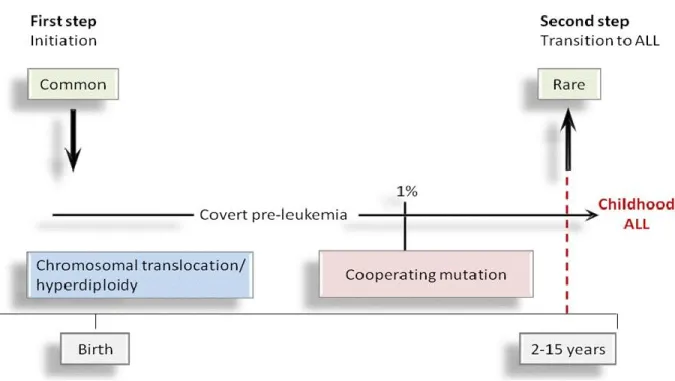 Figure  V:  Modèle  en  deux  étapes  des  leucémies  pédiatriques.  ALL,  Acute  lymphoblastic leukemia