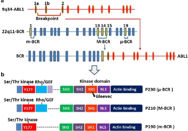 Figure VII: Fusions BCR-ABL1.  A. Points de cassures associés aux 3 formes 