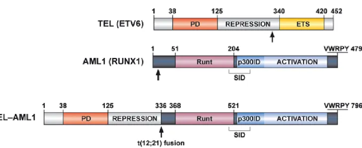 Figure  VIII:  Protéine  de  fusion  ETV6-RUNX1.  Les  domaines  fonctionnels  de 