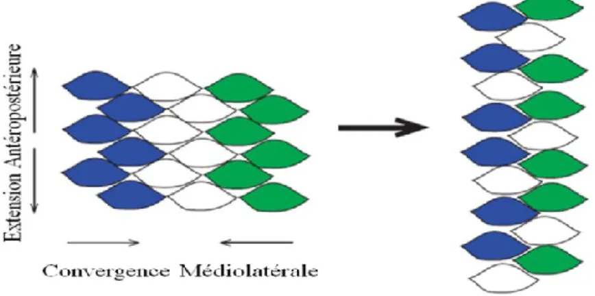 Figure 2 : Schéma présentatif du processus morphogénétique d’extension convergente. 