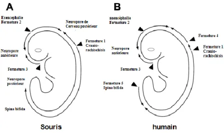 Figure 5 : Schéma présentatif des sites d’initiation multiples et séquentielles de la fermeture 