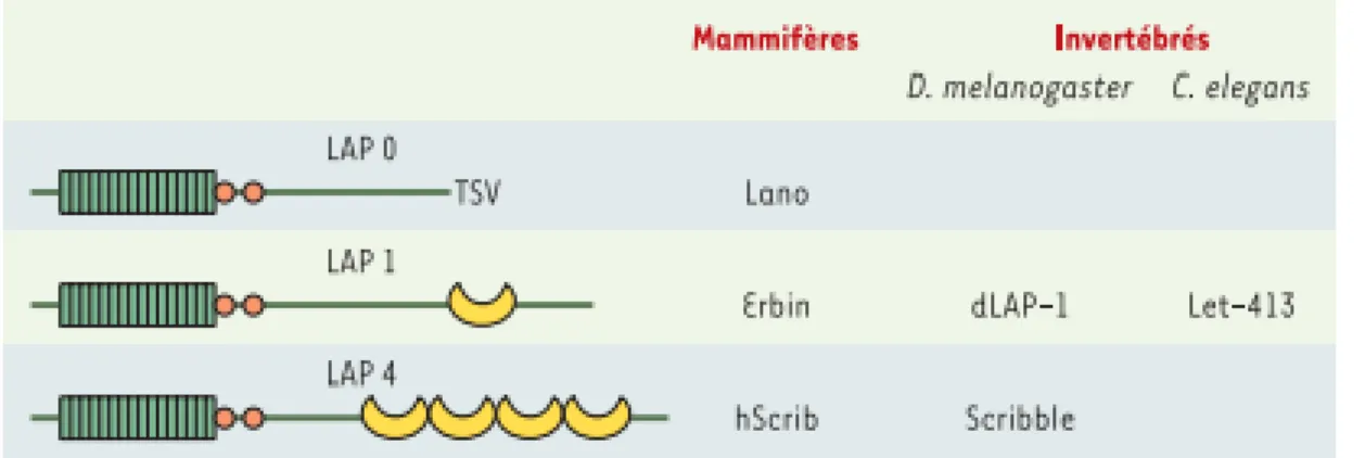 Figure  8 :  Schéma  présentatif  de  la  structure  générale  des  protéines  LAP,  Lano,  Erbin  et                    hScrib