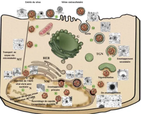 Figure 3 : Cycle de réplication viral du virus HSV-1.  