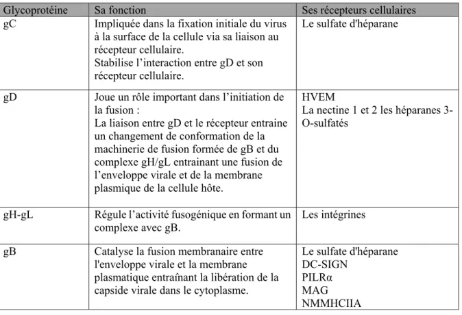 Tableau 3 : Les glycoprotéines impliquées lors de l’entrée du virus HSV-1 et leurs  récepteurs cellulaires  