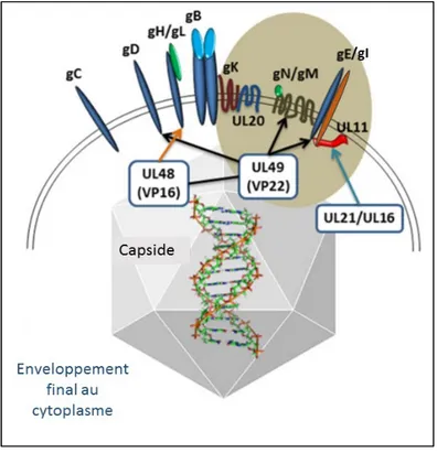 Figure 9 : Schéma des interactions moléculaires lors de la formation du virion HSV-1 