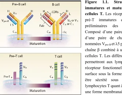 Figure  1.1.  Structure  des  récepteurs  immatures  et  matures  de  cellules  B  et  de  cellules  T