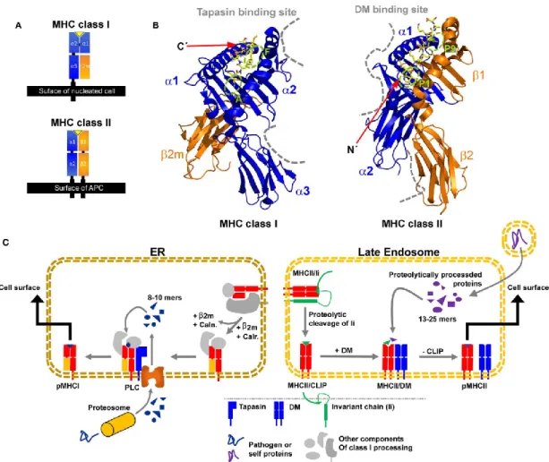 Figure 1.2. Caractéristiques structurelles des protéines du CMH de classe I et du CMH de classe  II et le chargement de leurs peptides apprêtés par leurs compartiments respectifs