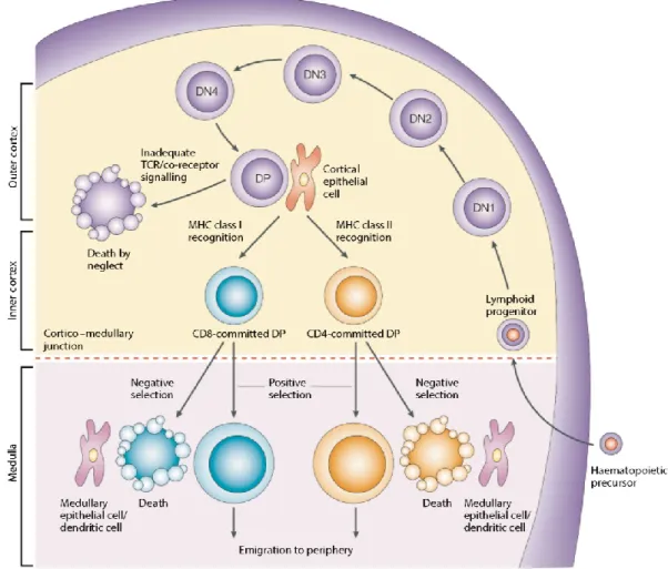 Figure 1.3. Schématisation générale du développement des lymphocytes T dans le thymus
