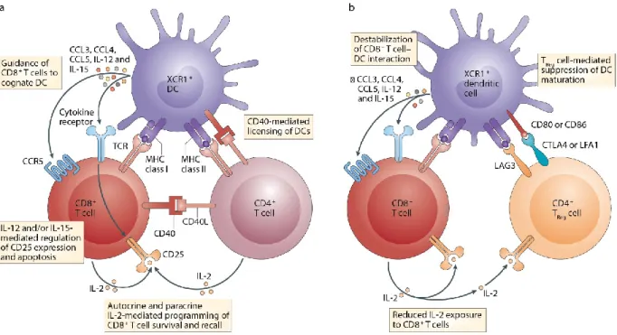 Figure 1.5. L’aide des lymphocytes T CD4 aux lymphocytes T CD8.  (A) Les lymphocytes T CD4  activés  interagissent  avec  les  DC  par  un  mécanisme  dépendant  de  CD40