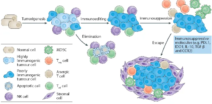 Figure 1.7. Les mécanismes acquis de tolérance immunologique par les cellules  cancéreuses.