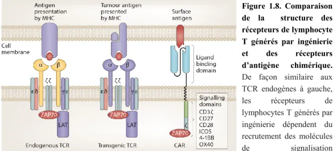 Figure  1.8.  Comparaison  de  la    structure  des  récepteurs de lymphocyte  T  générés  par  ingénierie  et  des  récepteurs  d’antigène  chimérique.