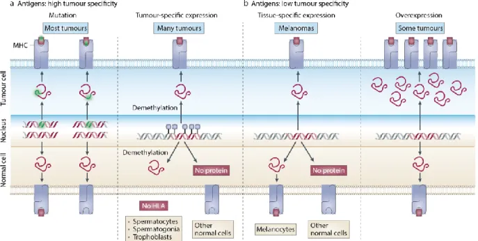Figure  1.10.  Différentes  classes  d’antigènes  tumoraux  peuvent  être  reconnus  par  les  lymphocytes T et les mécanismes menant à leur génération